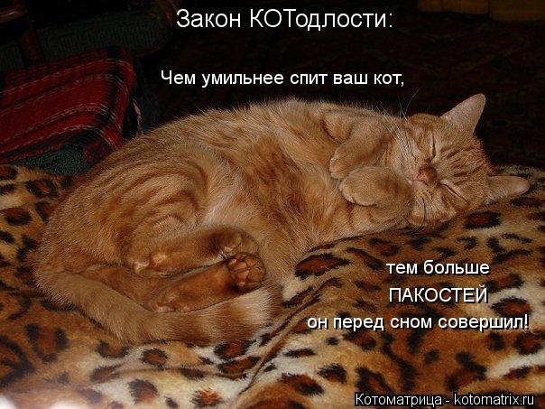 Закон КОТодлости: Чем умильнее спит ваш кот, тем больше ПАКОСТЕЙ он перед сном совершил!... Котоматрица: Закон КОТодлости: Чем умильнее спит ваш кот, тем больше ПАКОСТЕЙ он перед сном совершил!