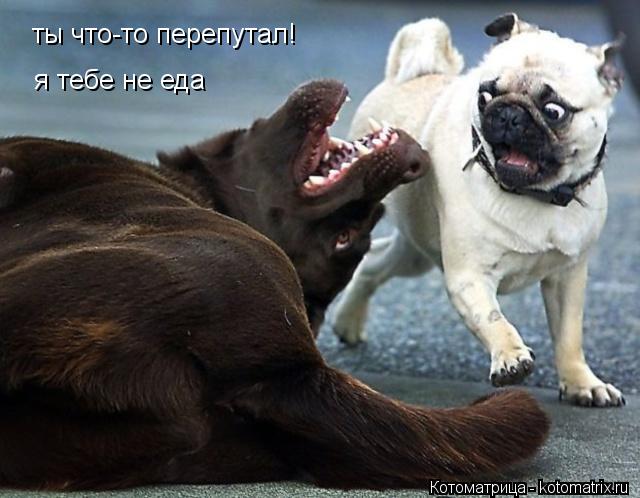 ты что-то перепутал! я тебе не еда... Котоматрица: ты что-то перепутал! я тебе не еда