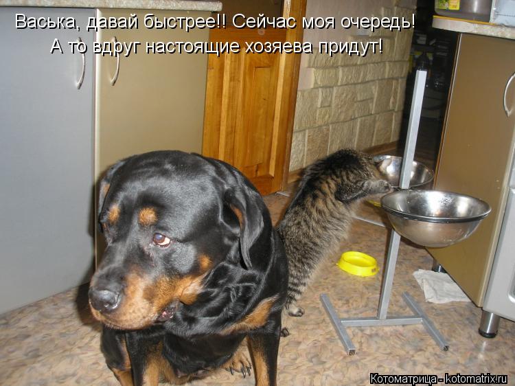 Васька, давай быстрее!! Сейчас моя очередь! А то вдруг настоящие хозяева придут!... Котоматрица: Васька, давай быстрее!! Сейчас моя очередь! А то вдруг настоящие хозяева придут!