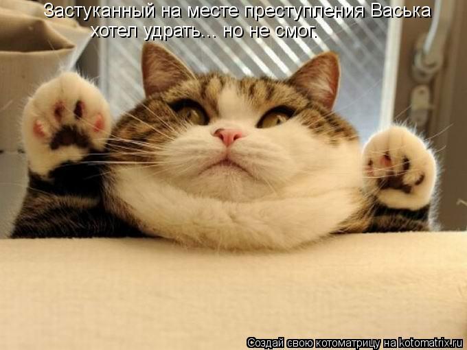 Застуканный на месте преступления Васька хотел удрать... но не смог.... Котоматрица: Застуканный на месте преступления Васька хотел удрать... но не смог.