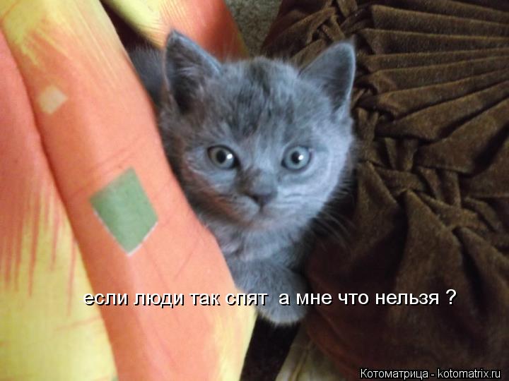 если люди так спят а мне что нельзя ?... Котоматрица: если люди так спят а мне что нельзя ?