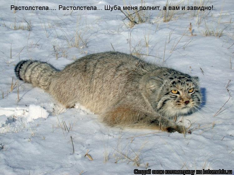 Растолстела.... Растолстела... Шуба меня полнит, а вам и завидно!... Котоматрица: Растолстела.... Растолстела... Шуба меня полнит, а вам и завидно!
