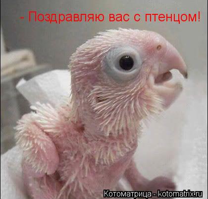 Котоматрица: - Поздравляю вас с птенцом!