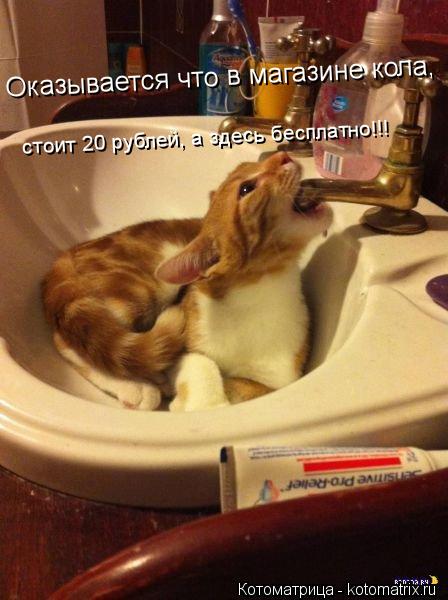 Оказывается что в магазине кола, стоит 20 рублей, а здесь бесплатно!!!... Котоматрица: Оказывается что в магазине кола, стоит 20 рублей, а здесь бесплатно!!!
