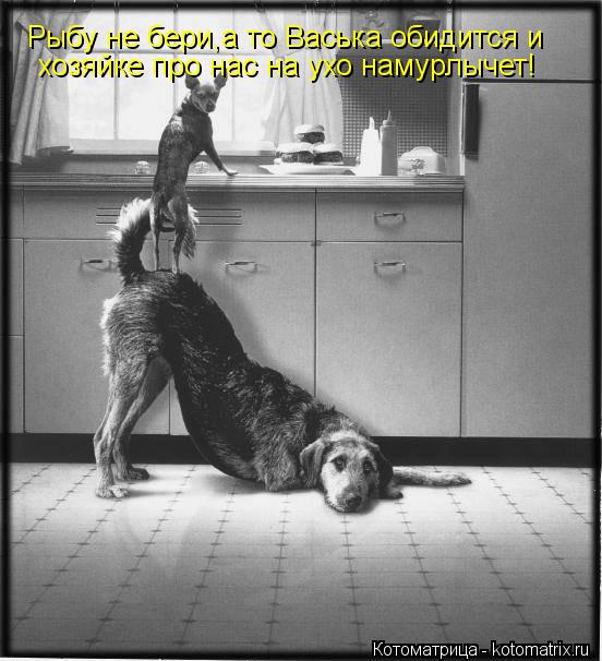 Рыбу не бери,а то Васька обидится и хозяйке про нас на ухо намурлычет!... Котоматрица: Рыбу не бери,а то Васька обидится и хозяйке про нас на ухо намурлычет!