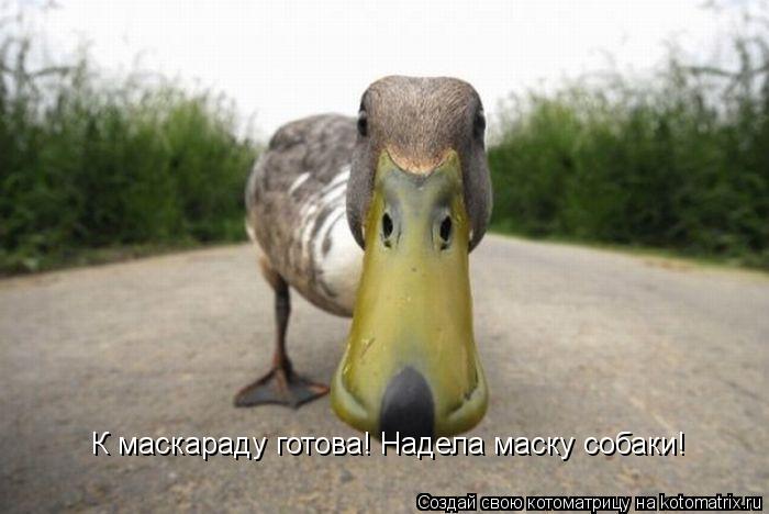 К маскараду готова! Надела маску собаки!... Котоматрица: К маскараду готова! Надела маску собаки!