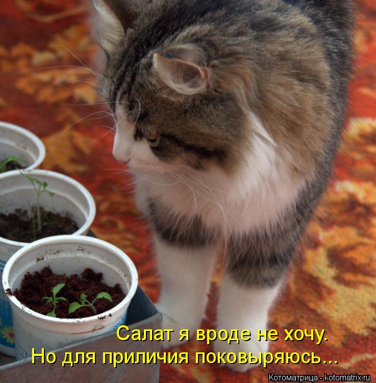 Котоматрица: Салат я вроде не хочу. Но для приличия поковыряюсь...