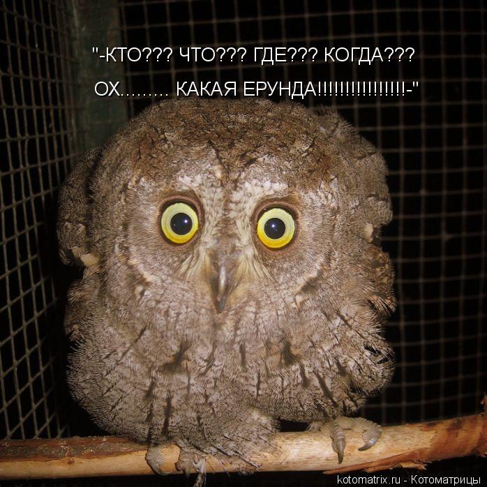 "-КТО??? ЧТО??? ГДЕ??? КОГДА??? ОХ......... КАКАЯ ЕРУНДА!!!!!!!!!!!!!!!!-"... Котоматрица: "-КТО??? ЧТО??? ГДЕ??? КОГДА??? ОХ......... КАКАЯ ЕРУНДА!!!!!!!!!!!!!!!!-"