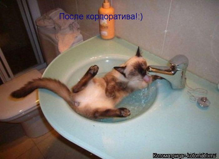 После корпоратива!:)... Котоматрица: После корпоратива!:)