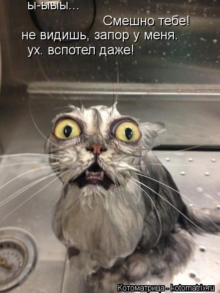 ы-ыыы... Смешно тебе! не видишь, запор у меня. ух. вспотел даже!... Котоматрица: ы-ыыы... Смешно тебе! не видишь, запор у меня. ух. вспотел даже!