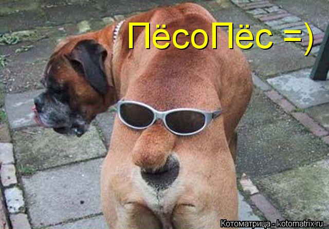 ПёсоПёс =)... Котоматрица: ПёсоПёс =)