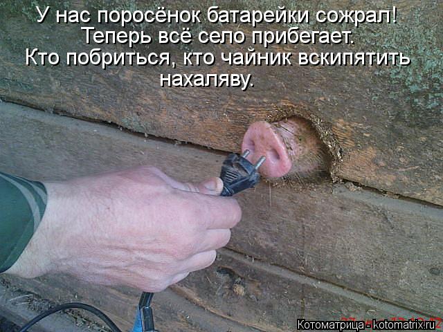 У нас поросёнок батарейки сожрал! Теперь всё село прибегает. Кто побриться, кто чайник вскипятить нах... Котоматрица: У нас поросёнок батарейки сожрал! Теперь всё село прибегает. Кто побриться, кто чайник вскипятить нахаляву.