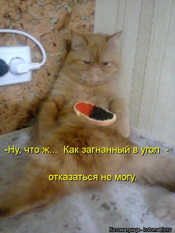 Котоматрица: -Ну, что ж...  Как загнанный в угол  -  отказаться не могу.