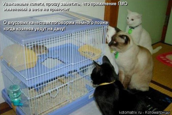 Уважаемые колеги, прошу заметить, что приминение ГМО О вкусовых качествах поговорим немного позже ког... Котоматрица: Уважаемые колеги, прошу заметить, что приминение ГМО О вкусовых качествах поговорим немного позже когда хозяева уедут на дачу! изменений в