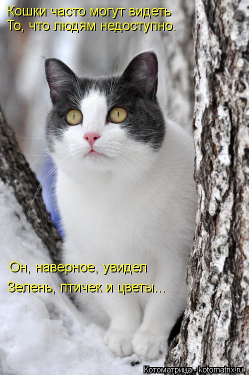 Кошки часто могут видеть То, что людям недоступно. Он, наверное, увидел Зелень, птичек и цветы...... Котоматрица: Кошки часто могут видеть То, что людям недоступно. Он, наверное, увидел Зелень, птичек и цветы...