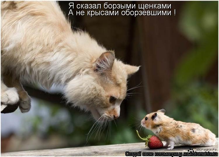 Я сказал борзыми щенками А не крысами оборзевшими !... Котоматрица: Я сказал борзыми щенками А не крысами оборзевшими !