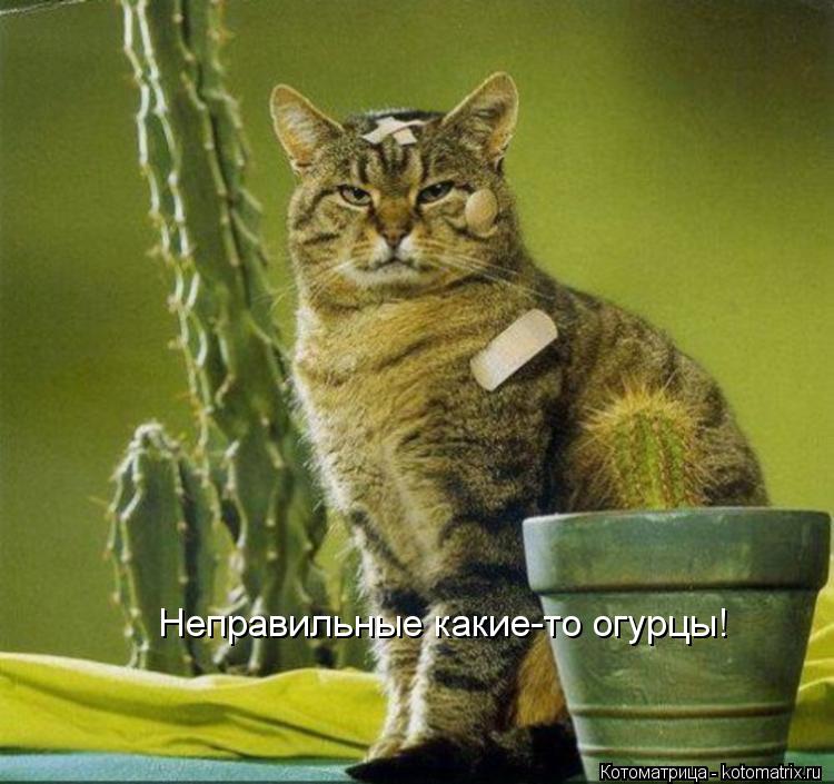 Неправильные какие-то огурцы!... Котоматрица: Неправильные какие-то огурцы!
