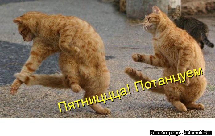 Пятниццца! Потанцуем... Котоматрица: Пятниццца! Потанцуем