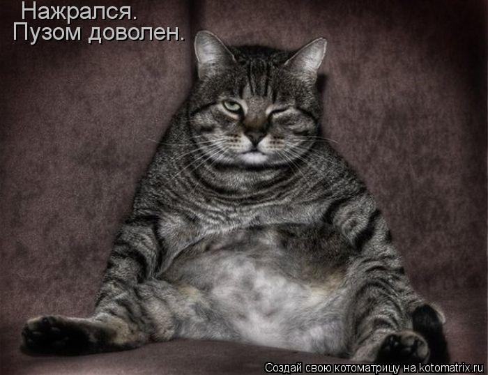 Нажрался. Пузом доволен.... Котоматрица: Нажрался. Пузом доволен.