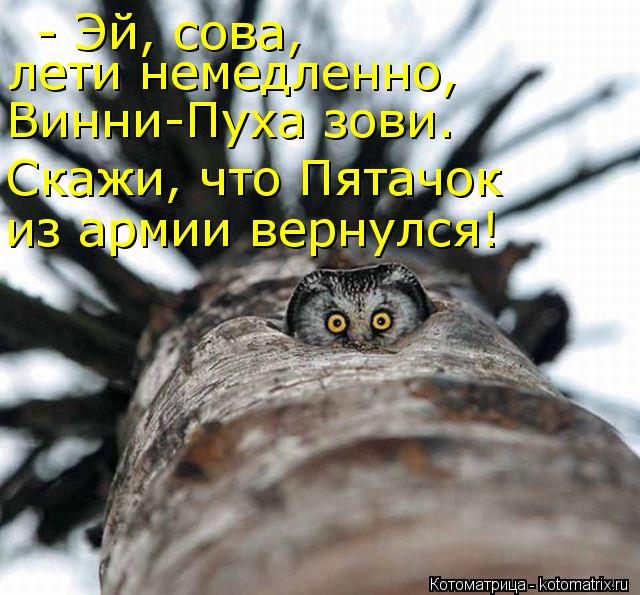 - Эй, сова, лети немедленно, Винни-Пуха зови. Скажи, что Пятачок из армии вернулся!... Котоматрица: - Эй, сова, лети немедленно, Винни-Пуха зови. Скажи, что Пятачок из армии вернулся!
