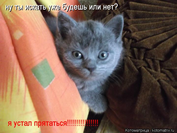 ну ты искать уже будешь или нет? я устал прятаться!!!!!!!!!!!!!!!!... Котоматрица: ну ты искать уже будешь или нет? я устал прятаться!!!!!!!!!!!!!!!!