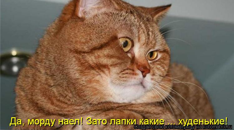 Да, морду наел! Зато лапки какие ... худенькие!... Котоматрица: Да, морду наел! Зато лапки какие ... худенькие!