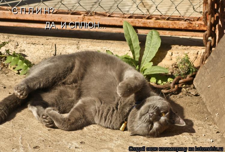 С П Л И Н? ДА, И СПЛЮН...... Котоматрица: С П Л И Н? ДА, И СПЛЮН...