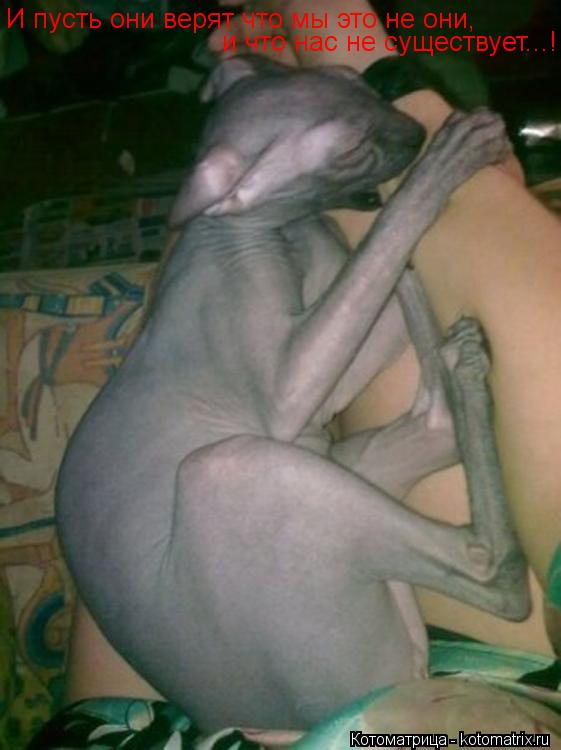 И пусть они верят что мы это не они, и что нас не существует...!... Котоматрица: И пусть они верят что мы это не они, и что нас не существует...!