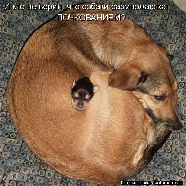 И кто не верил, что собаки размножаются ПОЧКОВАНИЕМ?... Котоматрица: И кто не верил, что собаки размножаются ПОЧКОВАНИЕМ?