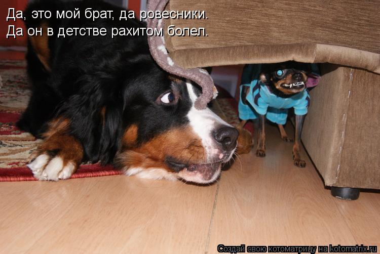 Да, это мой брат, да ровесники. Да он в детстве рахитом болел.... Котоматрица: Да, это мой брат, да ровесники. Да он в детстве рахитом болел.