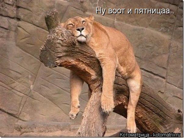 Ну воот и пятницаа..... Котоматрица: Ну воот и пятницаа..