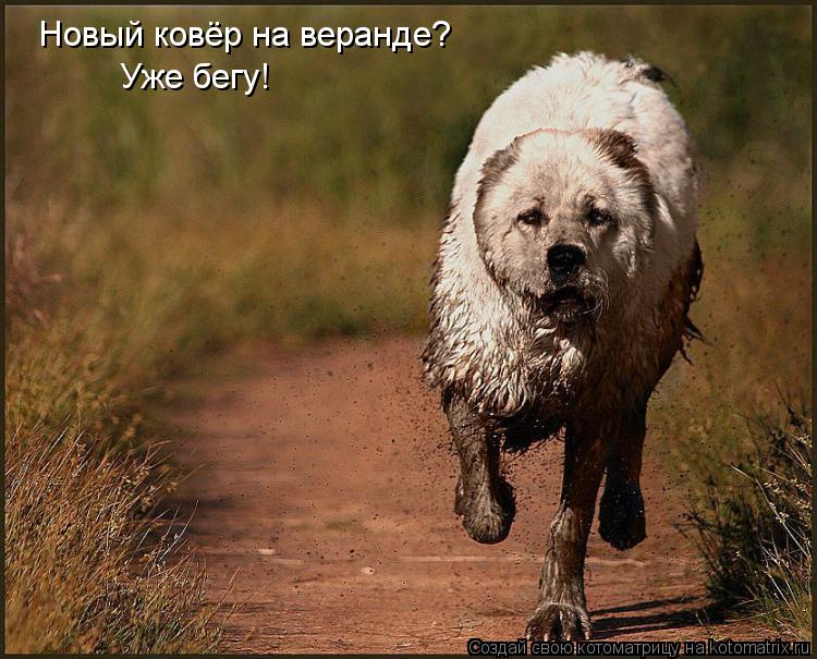 Новый ковёр на веранде? Уже бегу!... Котоматрица: Новый ковёр на веранде? Уже бегу!