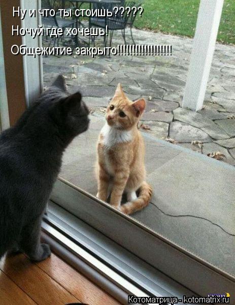 Ну и что ты стоишь????? Ночуй где хочешь! Общежитие закрыто!!!!!!!!!!!!!!!!!!... Котоматрица: Ну и что ты стоишь????? Ночуй где хочешь! Общежитие закрыто!!!!!!!!!!!!!!!!!!