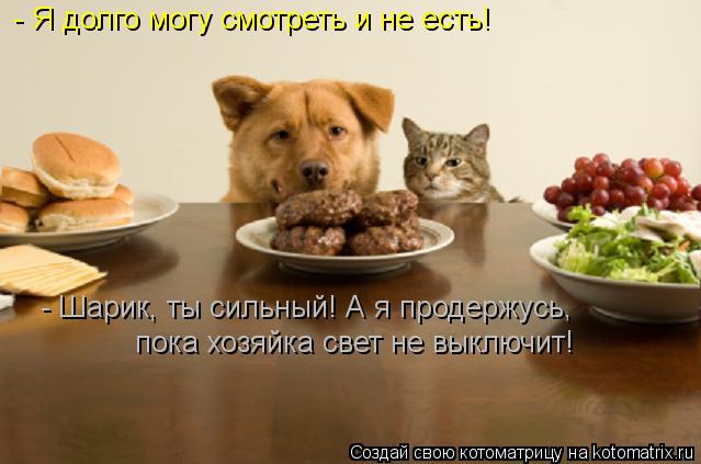 - Я долго могу смотреть и не есть! - Шарик, ты сильный! А я продержусь, пока хозяйка свет не выключит... Котоматрица: - Я долго могу смотреть и не есть! - Шарик, ты сильный! А я продержусь, пока хозяйка свет не выключит!