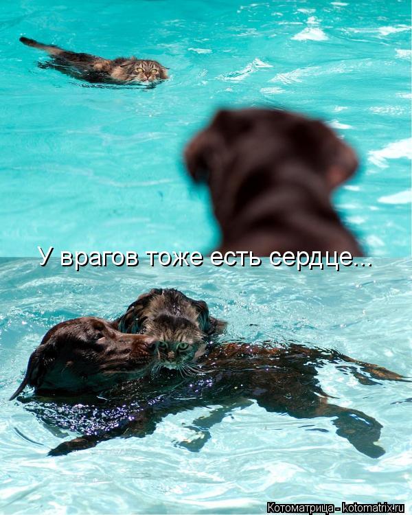 У врагов тоже есть сердце...... Котоматрица: У врагов тоже есть сердце...