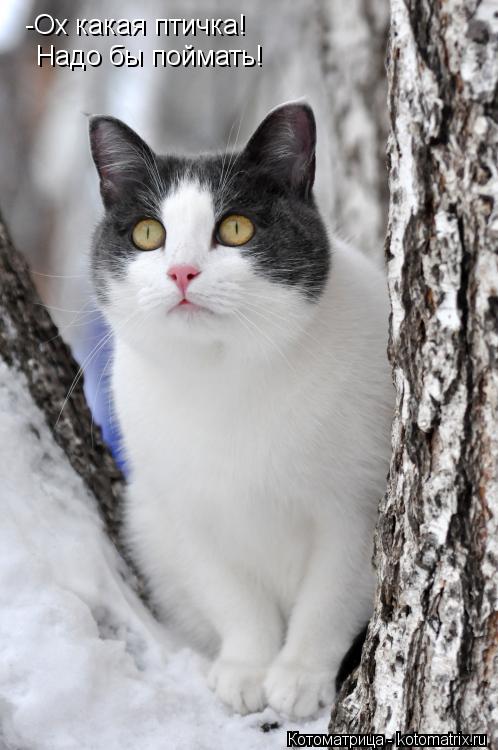 -Ох какая птичка! Надо бы поймать!... Котоматрица: -Ох какая птичка! Надо бы поймать!
