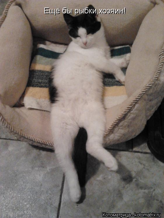 Ещё бы рыбки,хозяин!... Котоматрица: Ещё бы рыбки,хозяин!