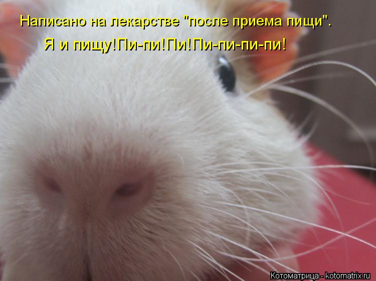 Написано на лекарстве "после приема пищи". Я и пищу!Пи-пи!Пи!Пи-пи-пи-пи!... Котоматрица: Написано на лекарстве "после приема пищи". Я и пищу!Пи-пи!Пи!Пи-пи-пи-пи!