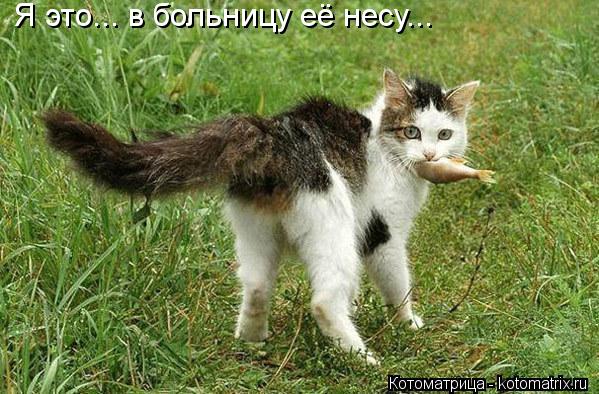 Я это... в больницу её несу...... Котоматрица: Я это... в больницу её несу...