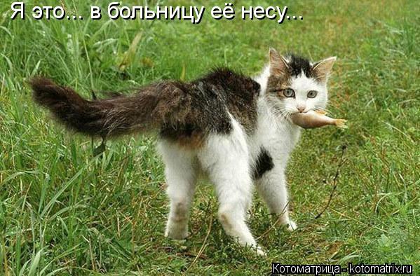 Котоматрица: Я это... в больницу её несу...