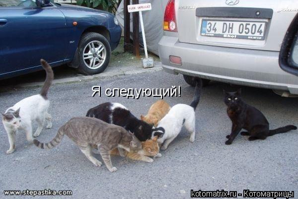Я следующий!... Котоматрица: Я следующий!