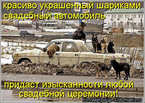 Котоматрица: красиво украшенный шариками свадебный автомобиль придаст изысканности любой свадебной церемонии!