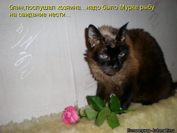 блин,послушал хозяина...надо было Мурке рыбу на свидание нести...... Котоматрица: блин,послушал хозяина...надо было Мурке рыбу на свидание нести...