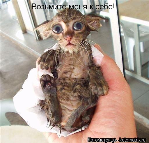 Возьмите меня к себе!... Котоматрица: Возьмите меня к себе!