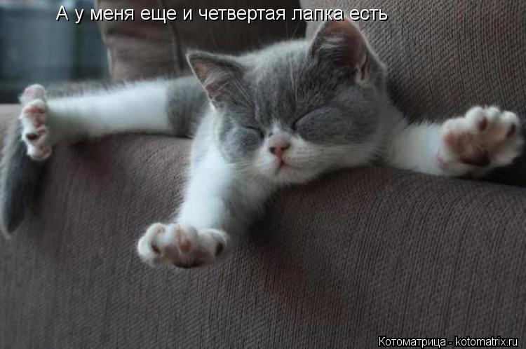 А у меня еще и четвертая лапка есть... Котоматрица: А у меня еще и четвертая лапка есть