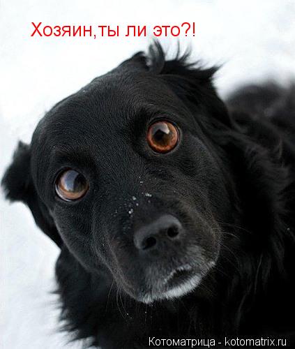 Хозяин,ты ли это?!... Котоматрица: Хозяин,ты ли это?!