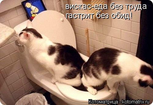 вискас-еда без труда гастрит без обид!... Котоматрица: вискас-еда без труда гастрит без обид!