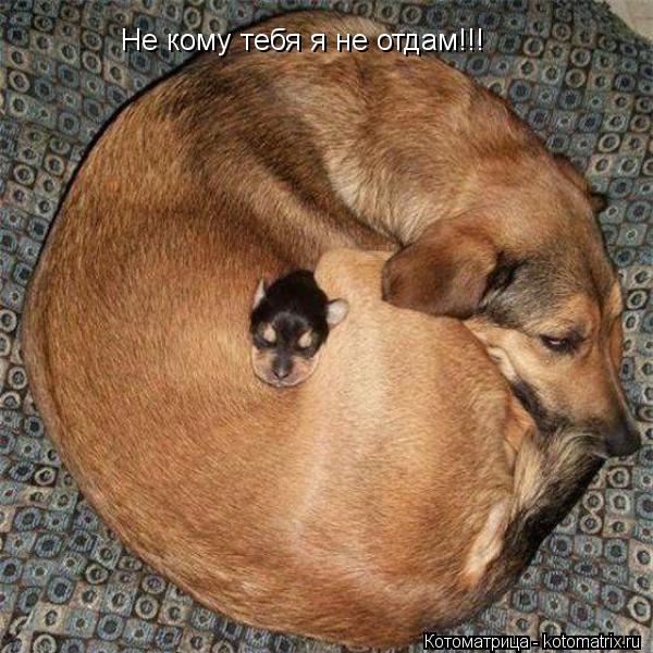 Не кому тебя я не отдам!!!... Котоматрица: Не кому тебя я не отдам!!!