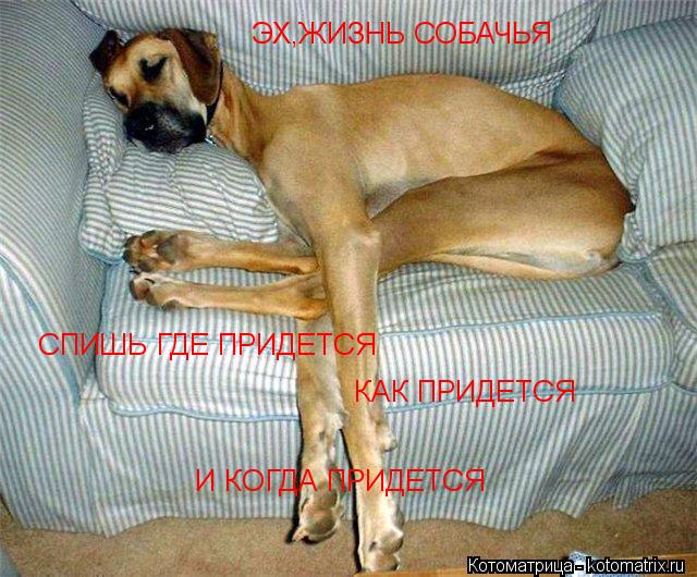ЭХ,ЖИЗНЬ СОБАЧЬЯ СПИШЬ ГДЕ ПРИДЕТСЯ КАК ПРИДЕТСЯ И КОГДА ПРИДЕТСЯ... Котоматрица: ЭХ,ЖИЗНЬ СОБАЧЬЯ СПИШЬ ГДЕ ПРИДЕТСЯ КАК ПРИДЕТСЯ И КОГДА ПРИДЕТСЯ