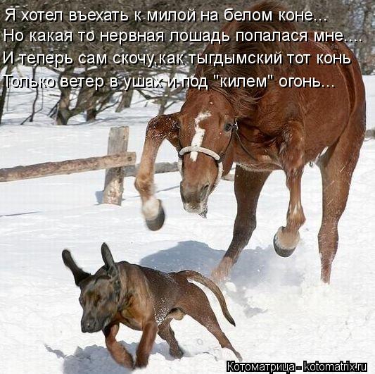 Но какая то нервная лошадь попалася мне.... Я хотел въехать к милой на белом коне... И теперь сам ско... Котоматрица: Но какая то нервная лошадь попалася мне.... Я хотел въехать к милой на белом коне... И теперь сам скочу,как тыгдымский тот конь Только ветер в у